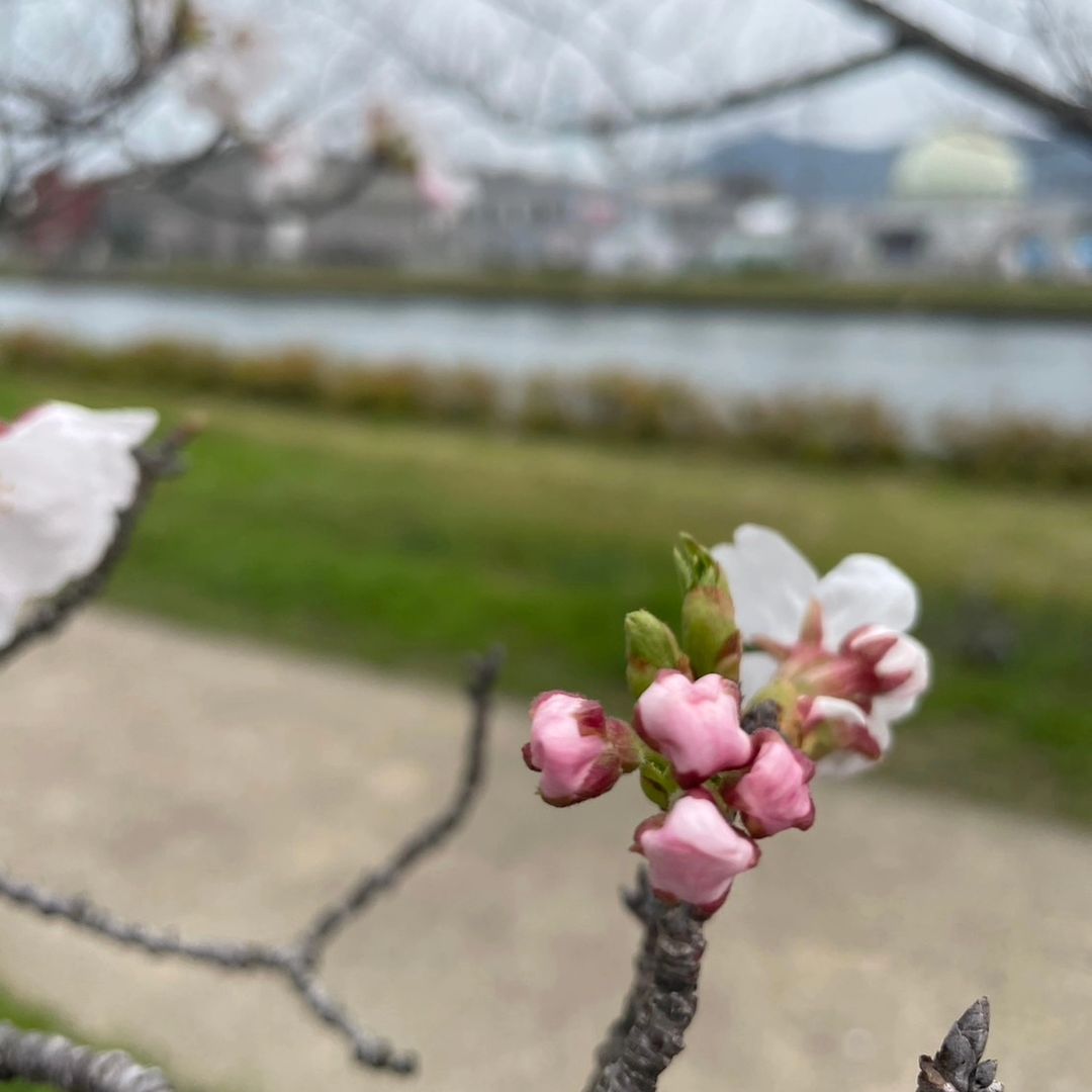 My夢近くの桜