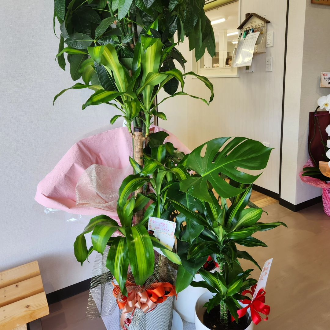 贈答、観葉植物-2