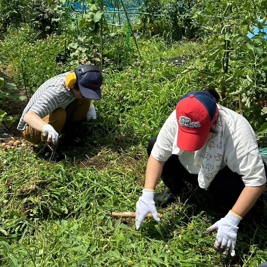 市民農園の会長の畑での草むしり